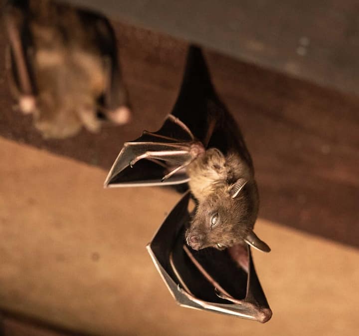 Wildlife Control bat removal services in Marietta